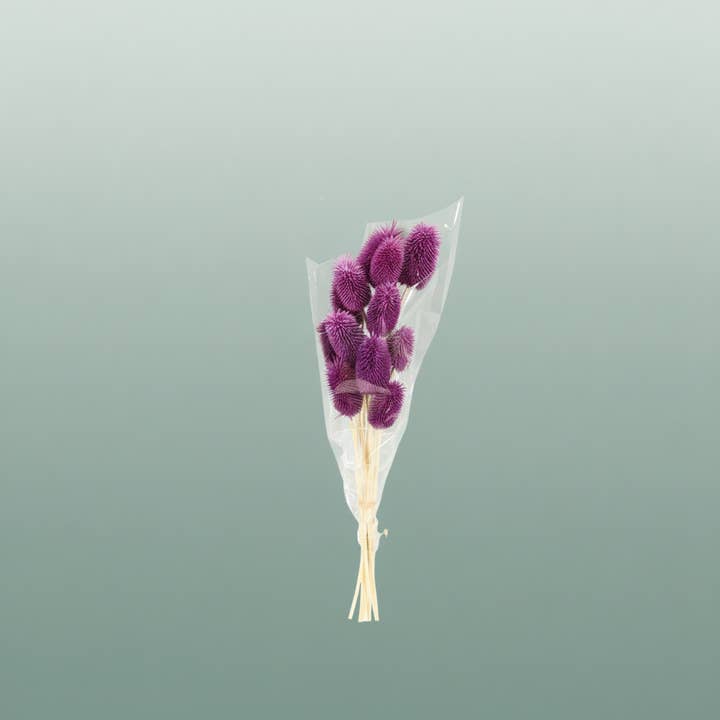 Pres Cardo Mini D Blue for wholesale by All Occasions Wholesale