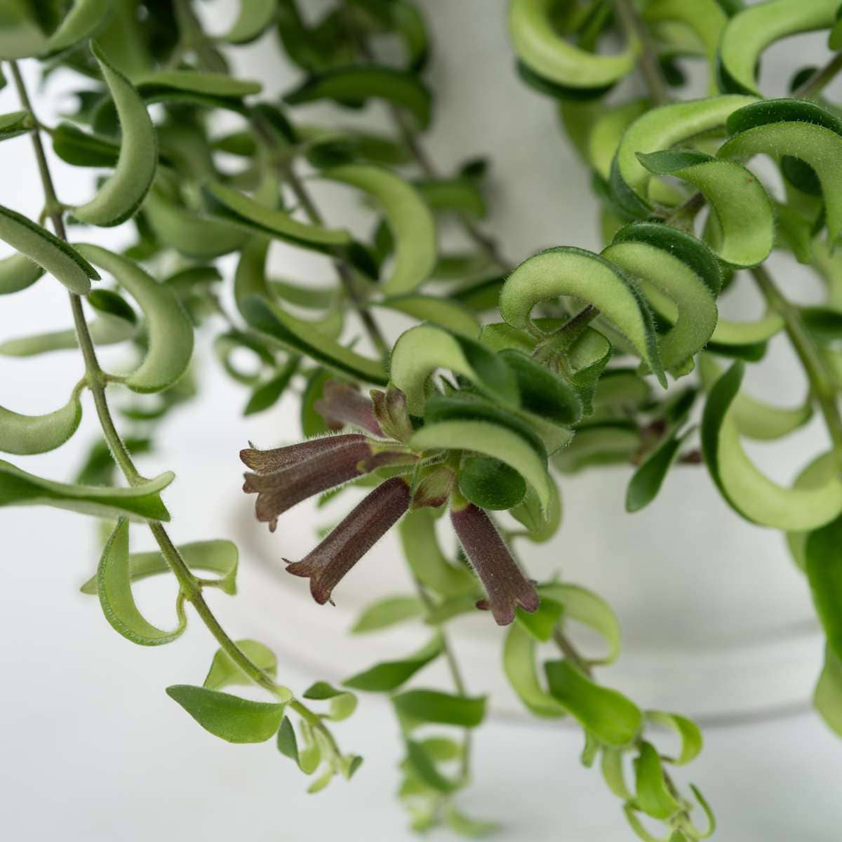 Oasis of Life – wholesale Levande växt – Läppstiftsväxt – Aeschynanthus Pulcher "Twister" – Tropisk hängväxt med röda blommor – Höjd 20–30 cm – Ø15 cm – Lättskött krukväxt & blickfång för ljusa rum3