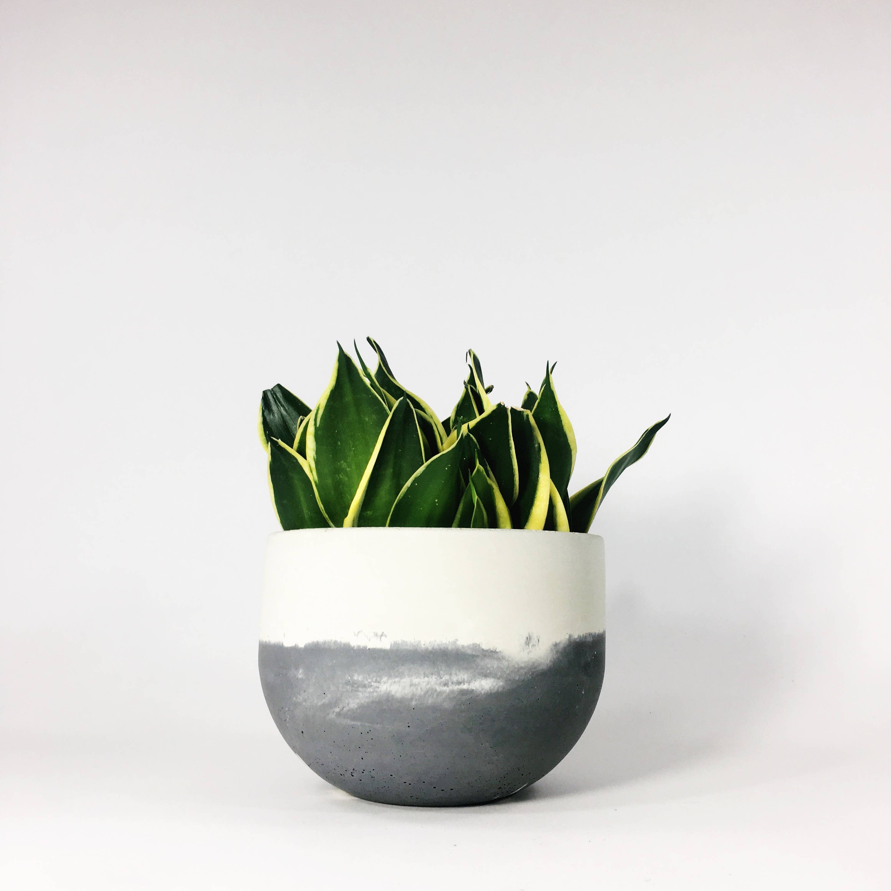 Settlewell - Wholesale Plant Pot - 6" Concrete Bowl Planter / 16 Colors6