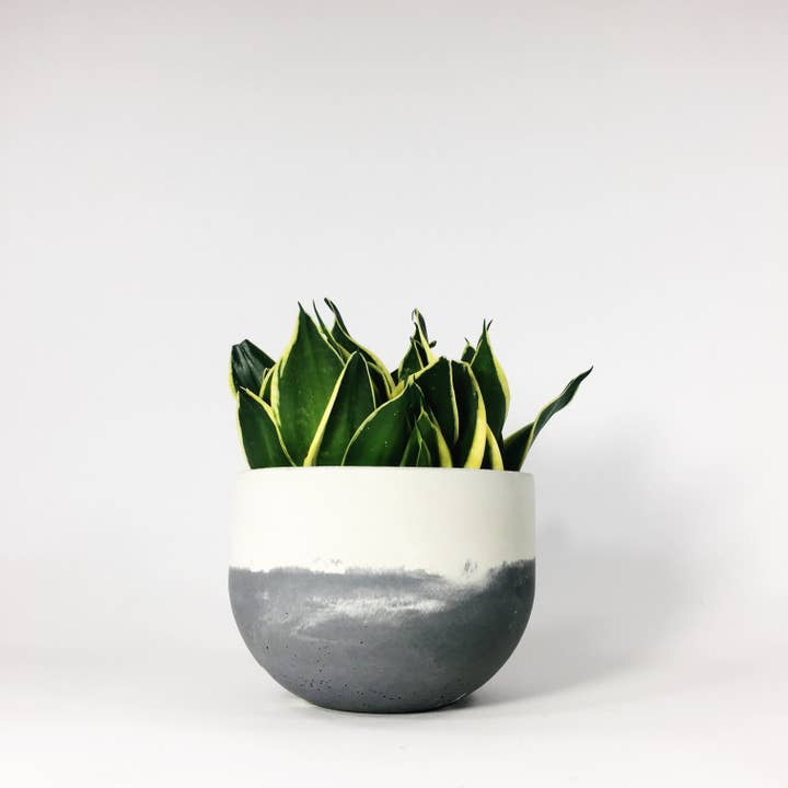 Settlewell - Wholesale Plant Pot - 6" Concrete Bowl Planter / 16 Colors6