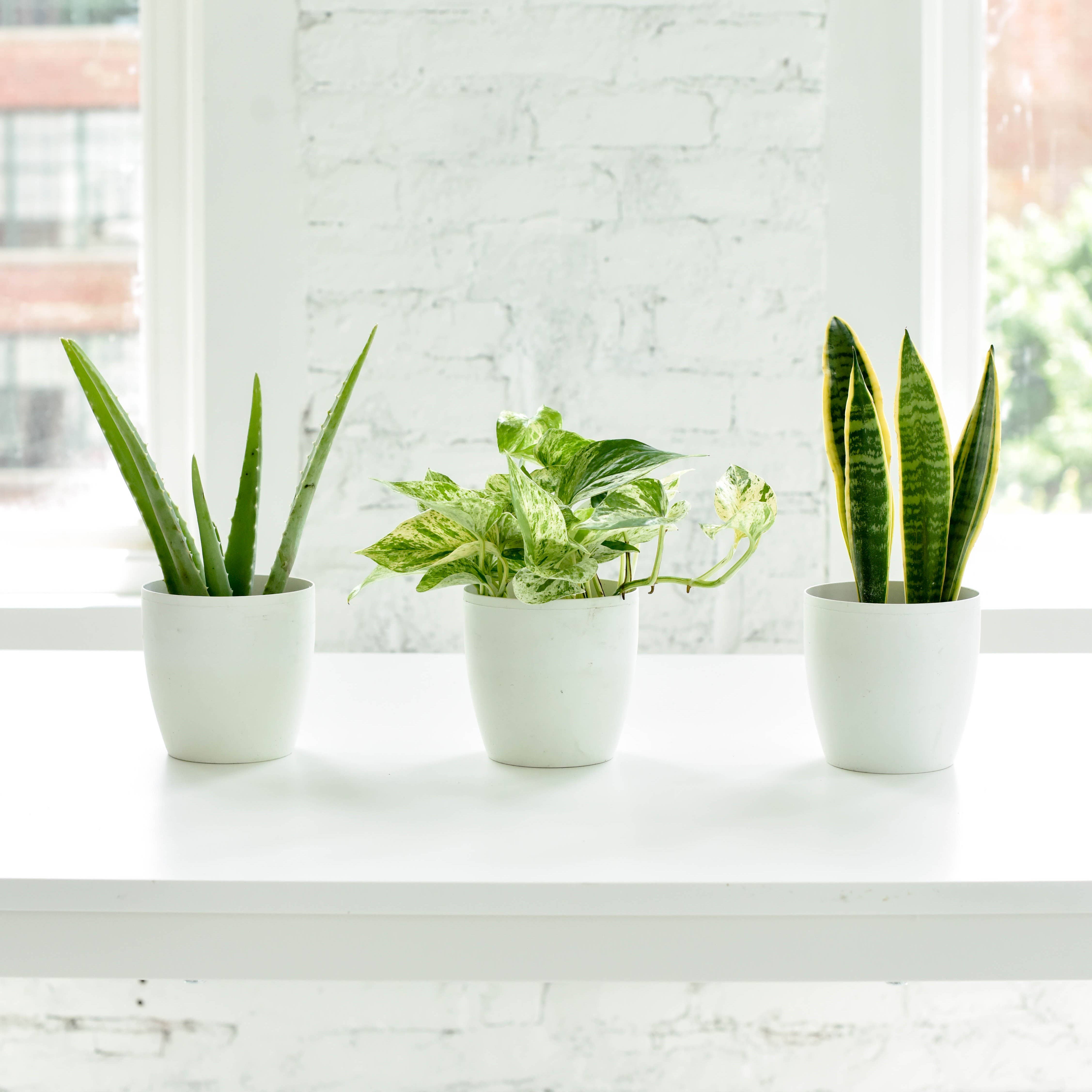 Thorsen's Greenhouse - Wholesale Live Plant - Air Purifying Houseplant Assortment - 4" Live Plants1