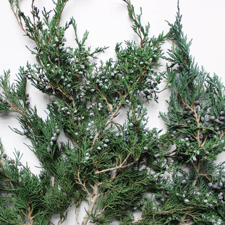 Roxanne's Dried Flowers - Wholesale Dried/Pressed Flowers - Juniper with Berries - Preserved