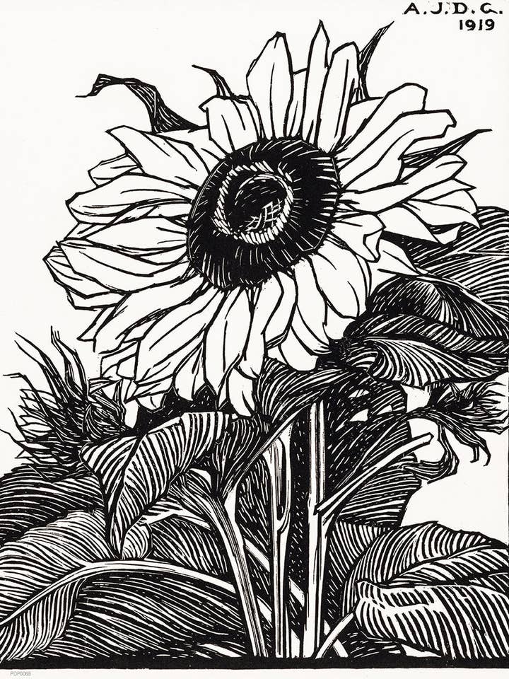 Botanical Art Print 30x40cm Sunflower (1919) by Julie de Graag for wholesale by On The Wall Art Ltd