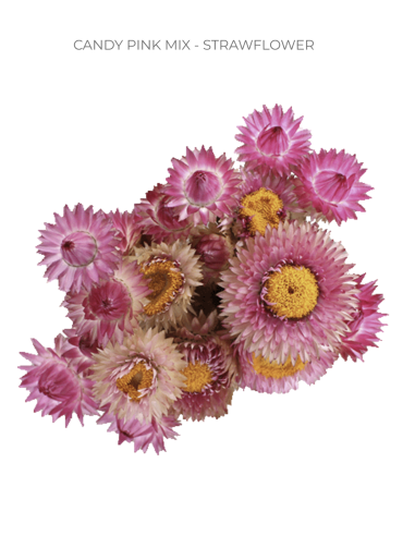 Florasource - Wholesale Fresh Cut Flowers - Strawflower Pink Candy Mix 70 stems 60cm1