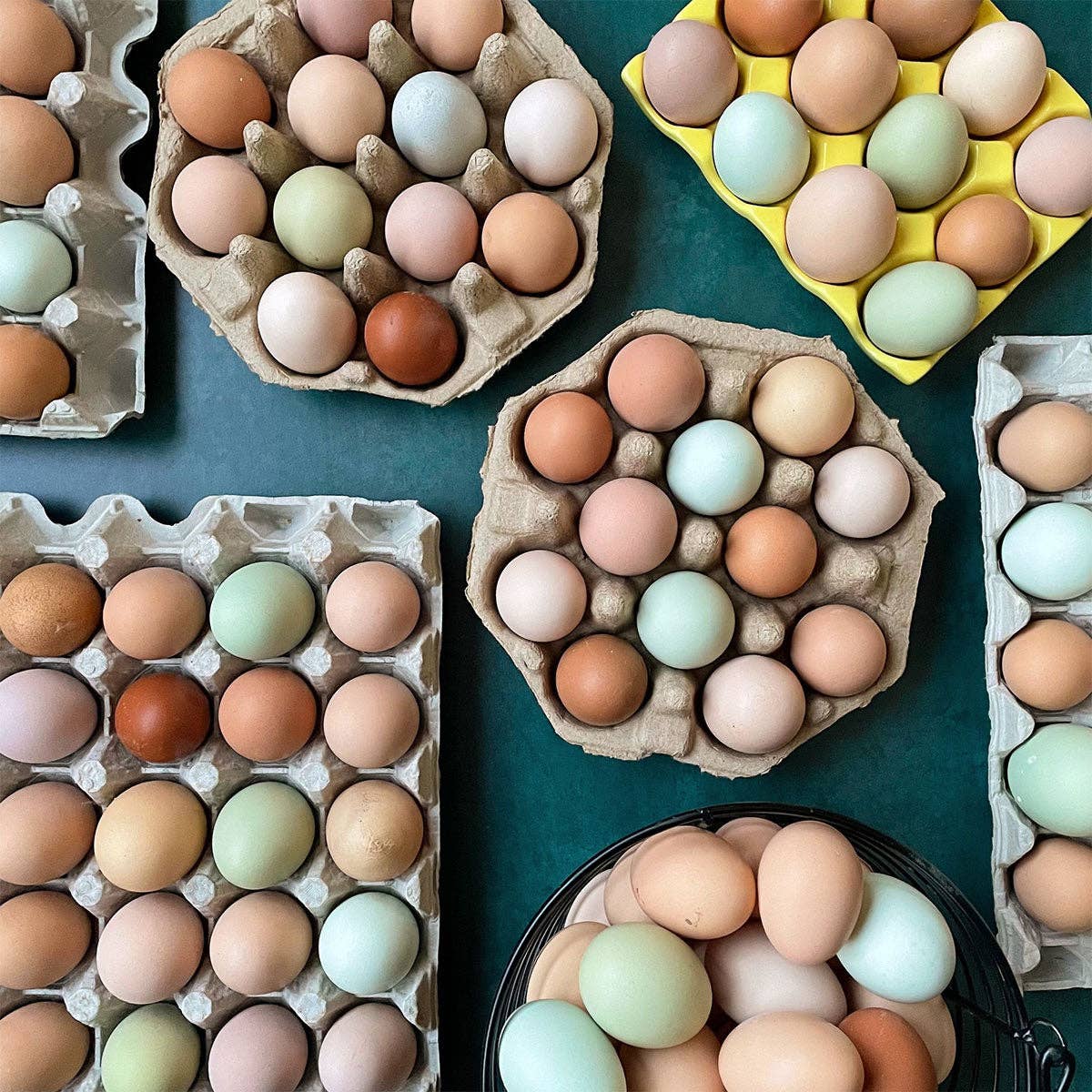 Hummingbird Yarn Company - Wholesale Yarn - Farm Fresh Eggs1