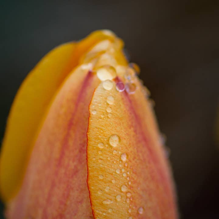 Kunstfotografie mit Tulpen und Regentropfen für den Großhandel von Hope Decor