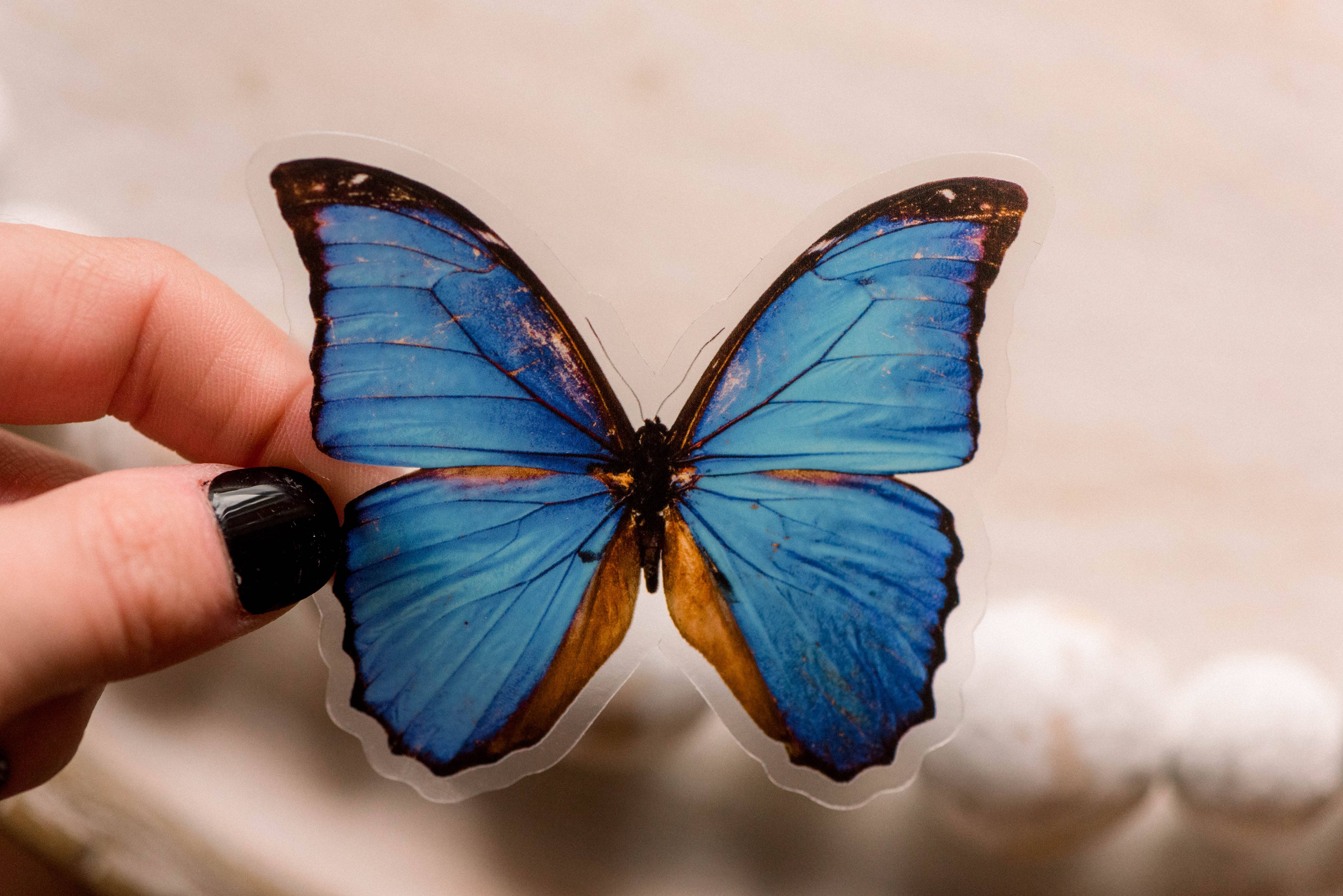 Savannah and James Co - Wholesale Sticker - Blue Butterfly Clear, Vinyl Sticker, 3x3 in.0