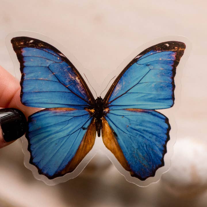 Savannah and James Co - Wholesale Sticker - Blue Butterfly Clear, Vinyl Sticker, 3x3 in.