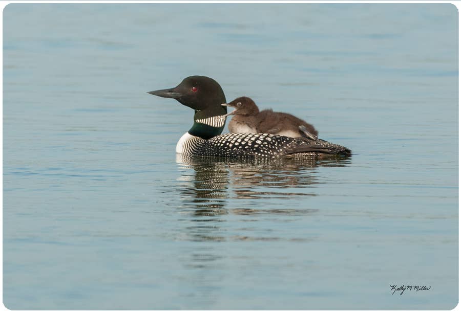 Andreas – Abre-frascos por atacado – KM Loon & Bebé1