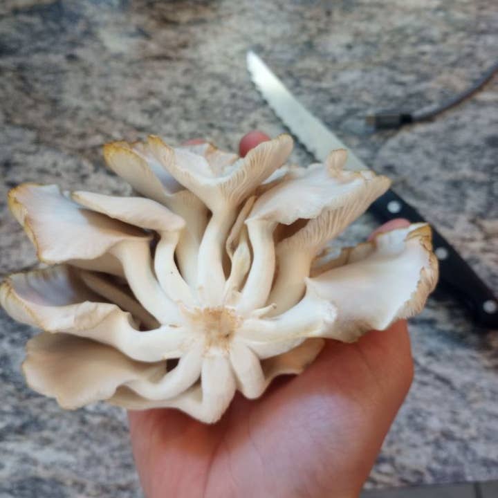 The Mushroom Conservatory LLC – Kit de comida DIY por atacado – Pacote de Variedades de 12 Incríveis Kits de Cultivo de Cogumelos!