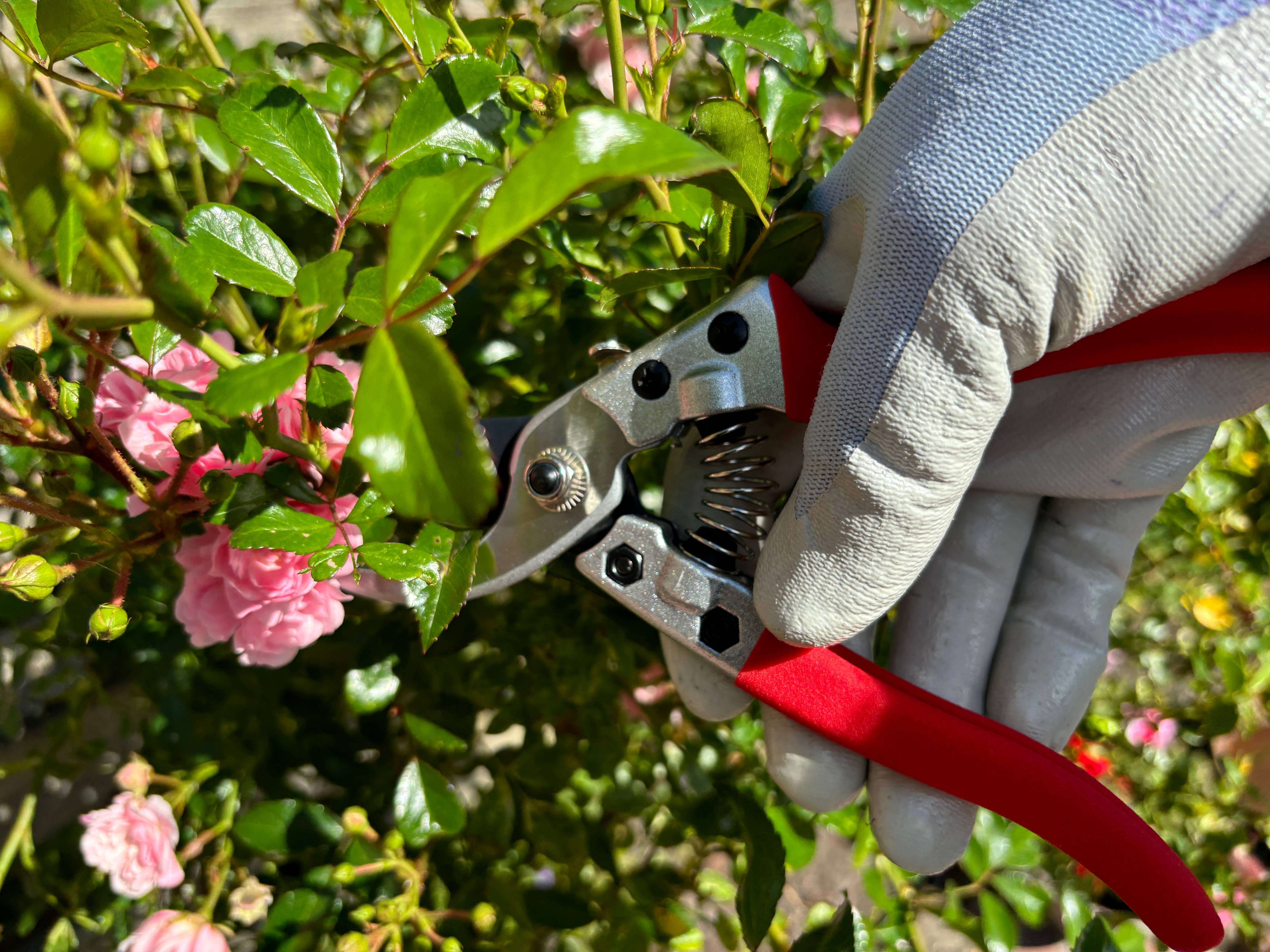 Gärtnertraum – wholesale Trädgårdsverktyg – Grensax - Sekatör19
