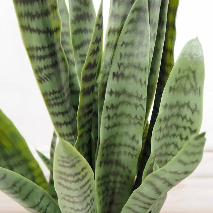 LOOMLAN - Wholesale Kunstplant - Kunstmatige Botanische Buiten Groene Sansevieria