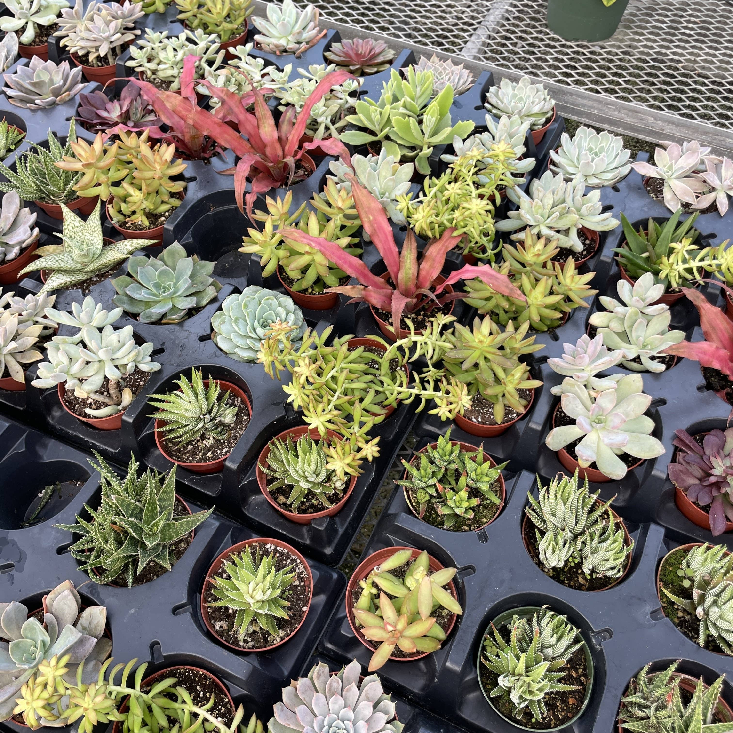 Thorsen's Greenhouse - Vente Plante - Plante Grasse Variée - Plante Vivante10