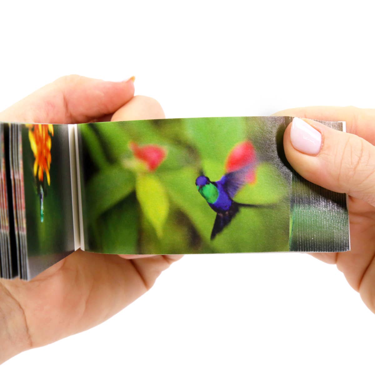 Flipboku – wholesale Visningsbok – Motion in Nature – interaktiv konstbok i set11