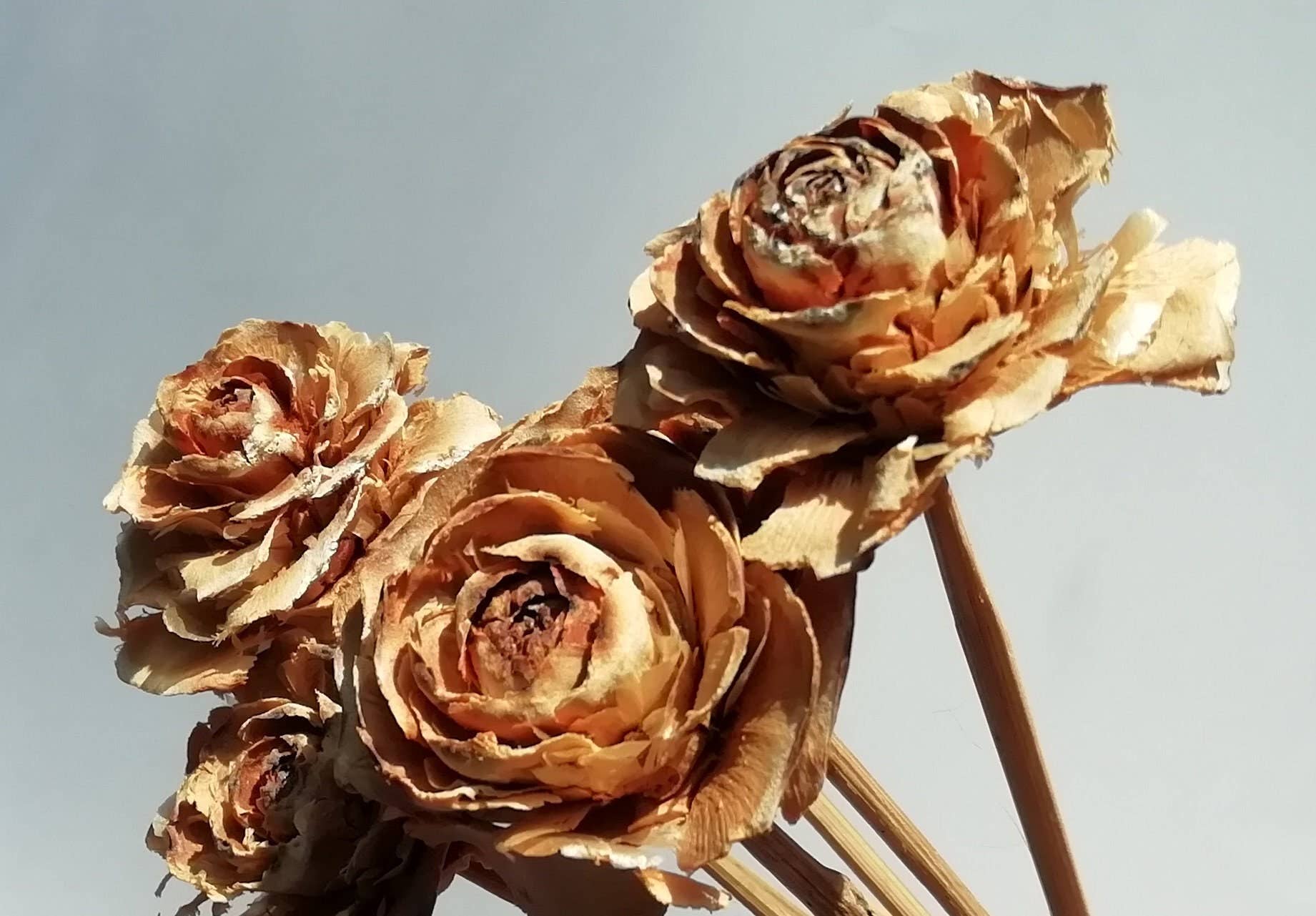 Daisy Gifts Ltd – wholesale Artificial flowers – Cedar Rose Pick Bunch of 9 Woodrose Stems2