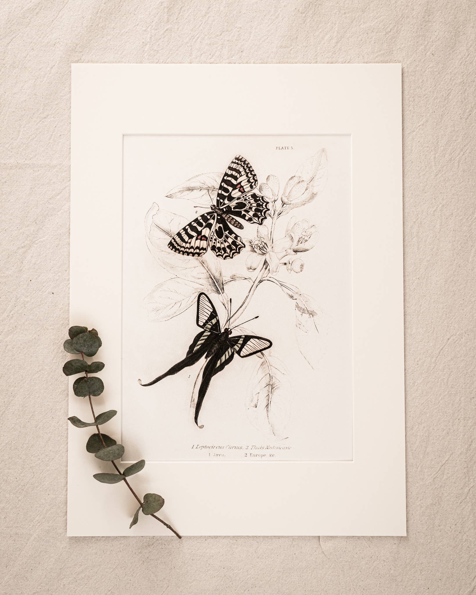 Coultura - Wholesale Gallery Wall Set - Framed Set of Six Vintage Butterfly Art Prints (Classic Teak Frame Collection)10