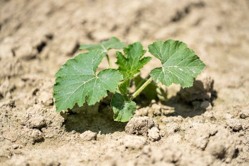 SuperSeedz - Wholesale Nuts - 5oz Sea Salt European Pumpkin Seeds NO SHELLS6