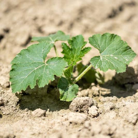 SuperSeedz - Wholesale Nuts - 5oz Sea Salt European Pumpkin Seeds NO SHELLS6