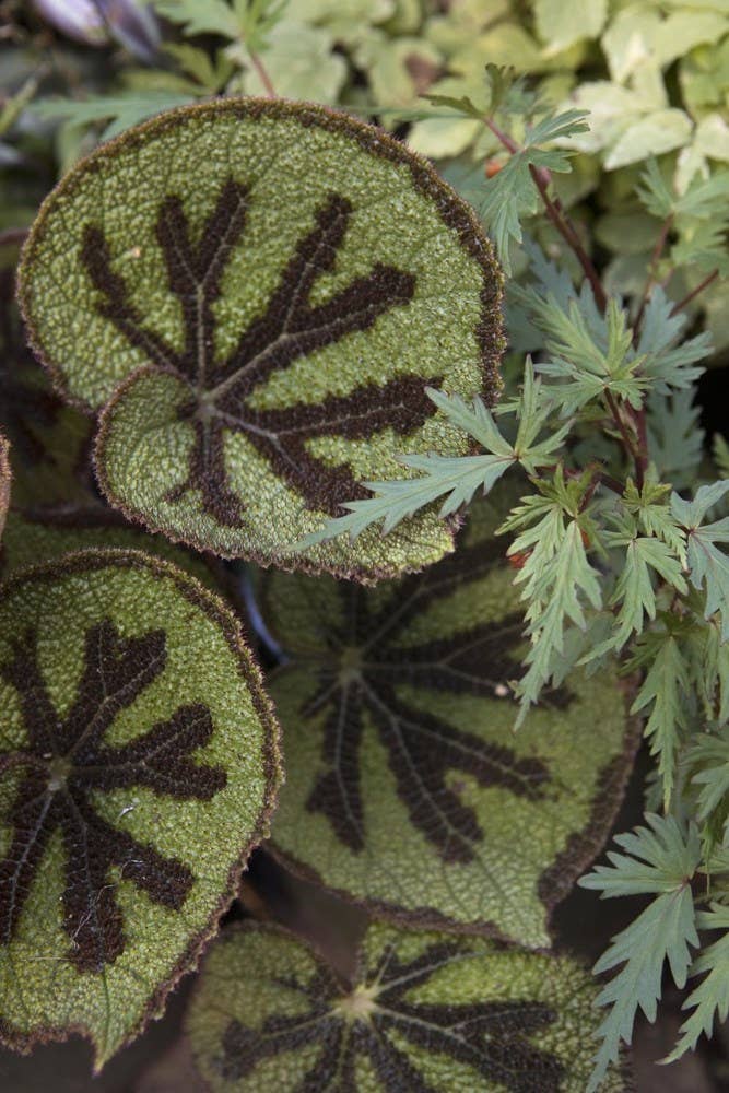 Independent Publishers Group - Wholesale Home & Garden - Jungle Garden3