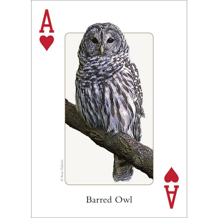AdventureKEEN - Wholesale Playing Cards - Birds of Midwest Playing Cards