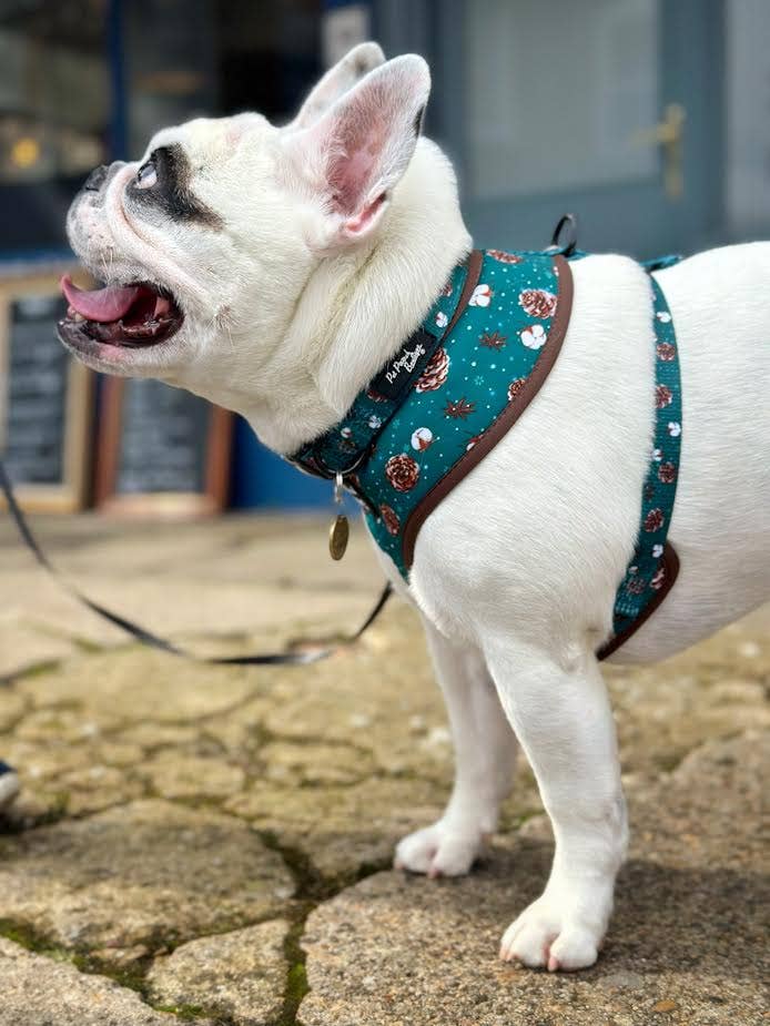Pet Pooch Boutique - Wholesale Pet Harness - Dog - Forest Fir Cone Puppy Dog Harness - Autumn/Christmas/Green4