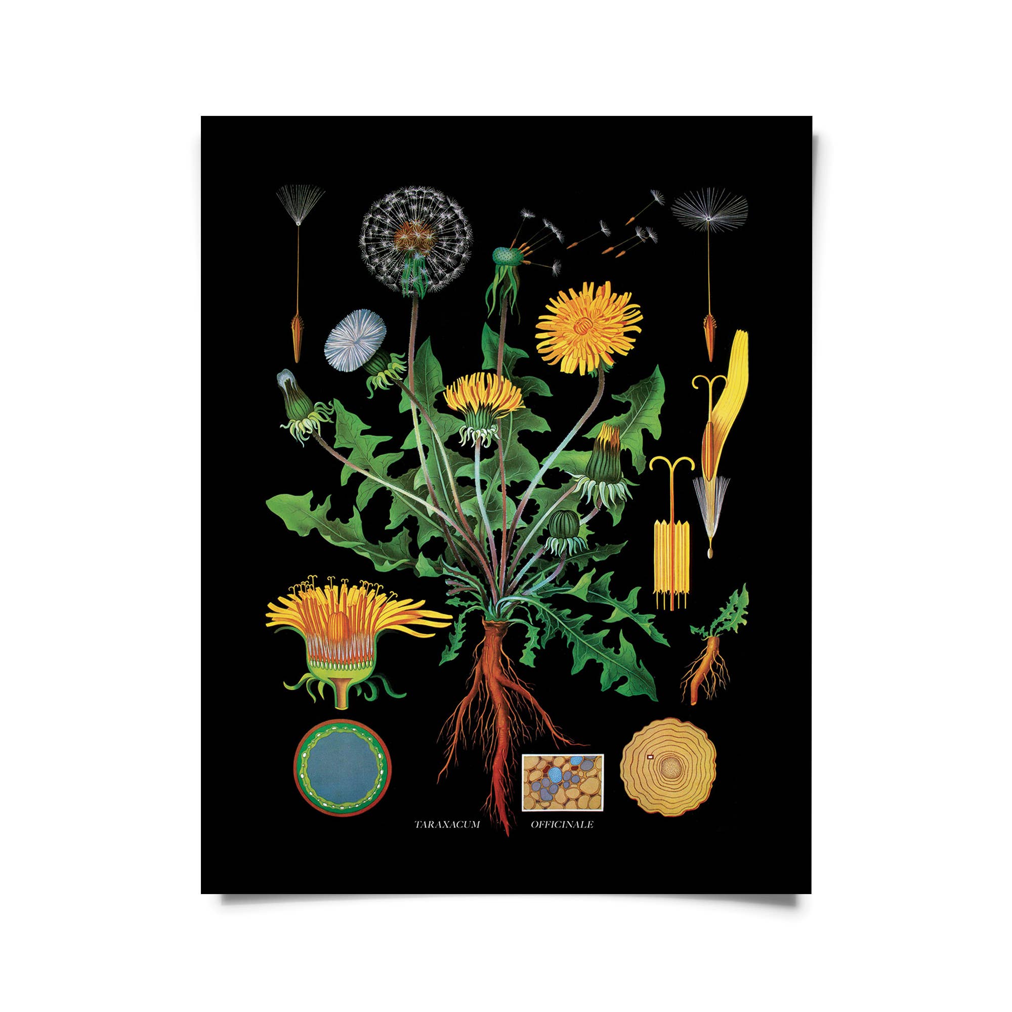 Curious Prints - Vendita all'ingrosso Stampa artistica - Stampa botanica vintage con tarassaco nero con cornice opzionale