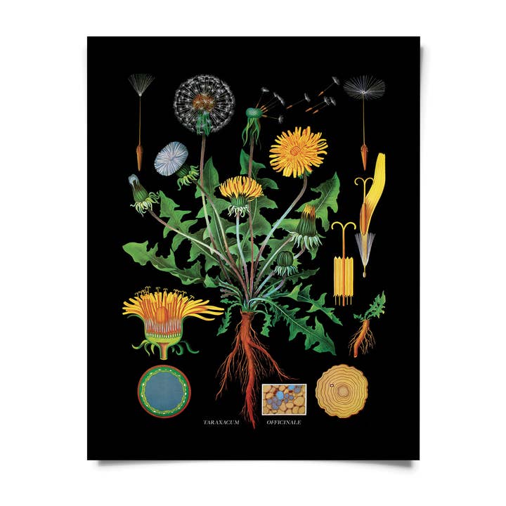 Impression botanique vintage de pissenlit noir avec cadre en option pour la vente par Curious Prints