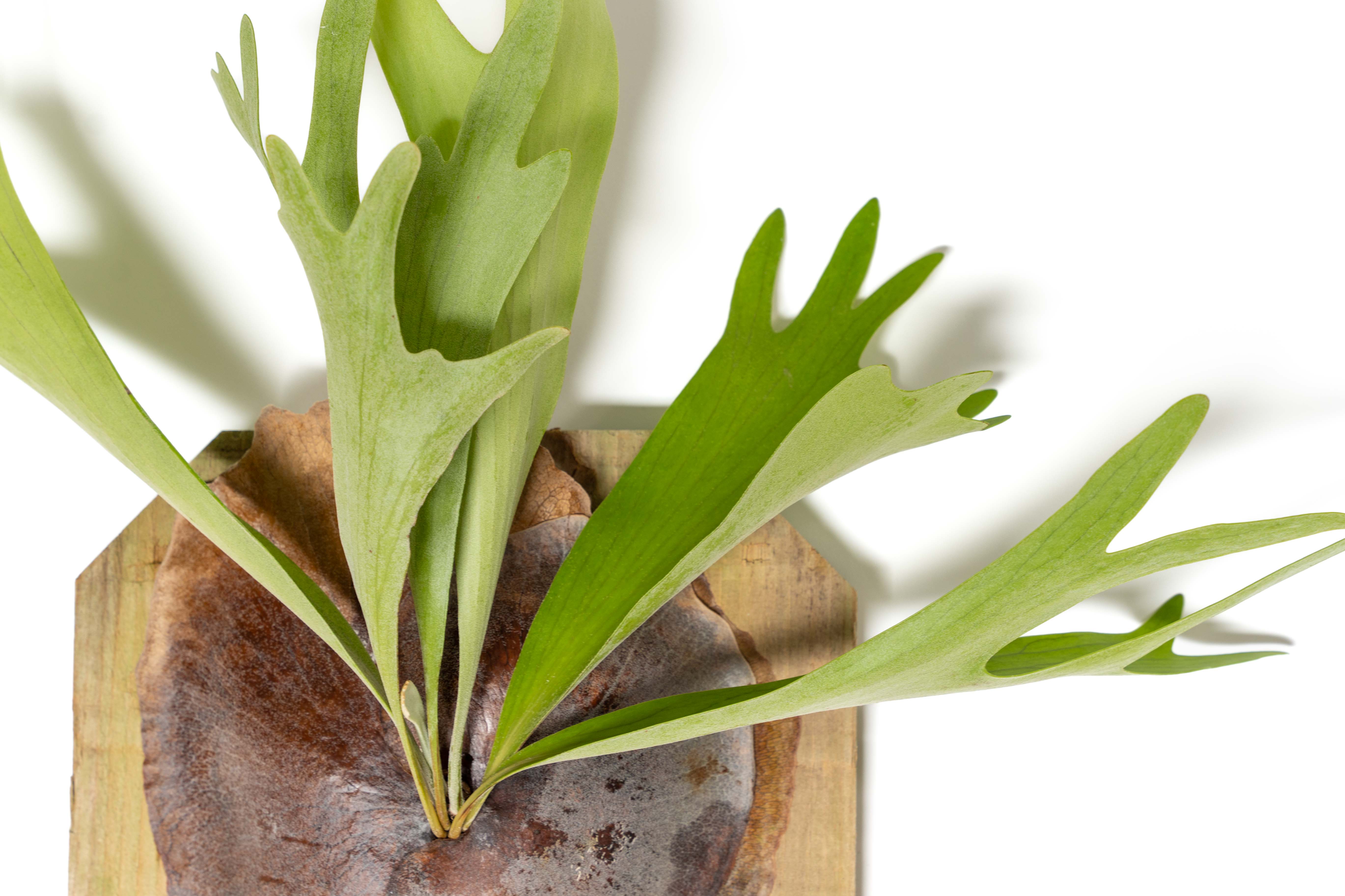 Air Plant Shop - Wholesale Live Plant - Staghorn Fern Mounted on a Cedar Plank1