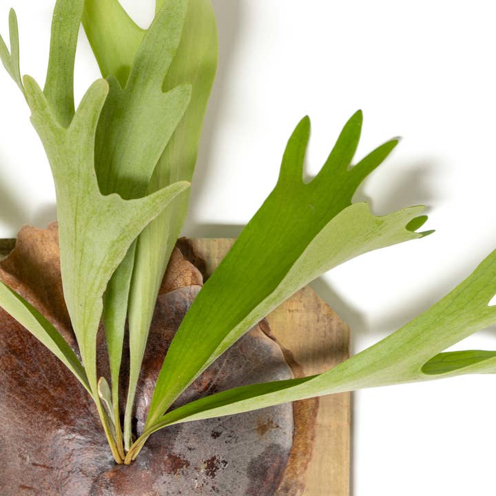 Air Plant Shop - Wholesale Live Plant - Staghorn Fern Mounted on a Cedar Plank1