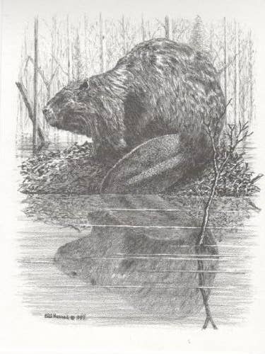 Tarjeta de arte enmarcada con retrato de Bill Harrah de la fauna de castores para venta al por mayor de Chesapeake Farms LLC