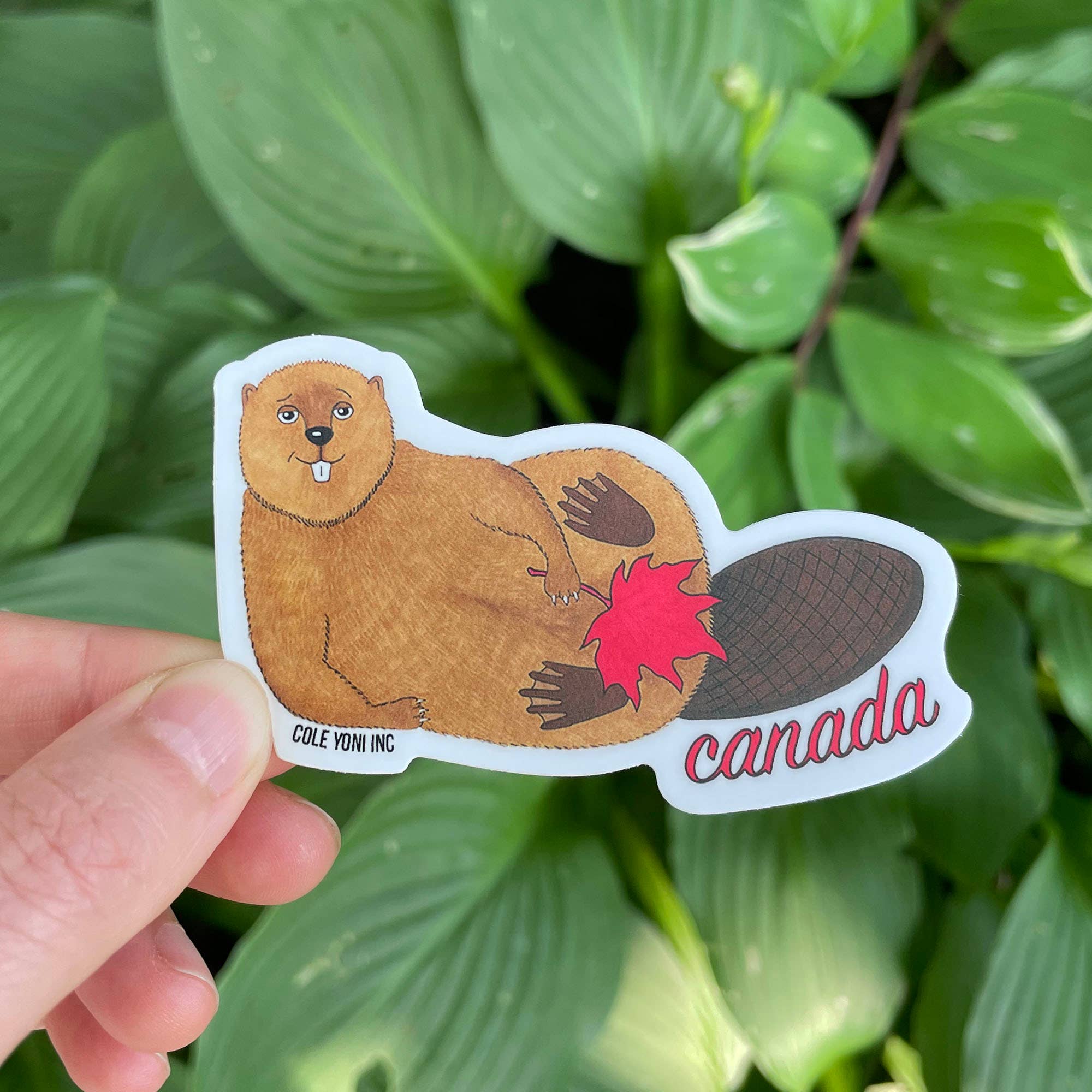 Cole-Yoni Inc. - Vente Autocollant - Autocollant en vinyle Castor canadien0