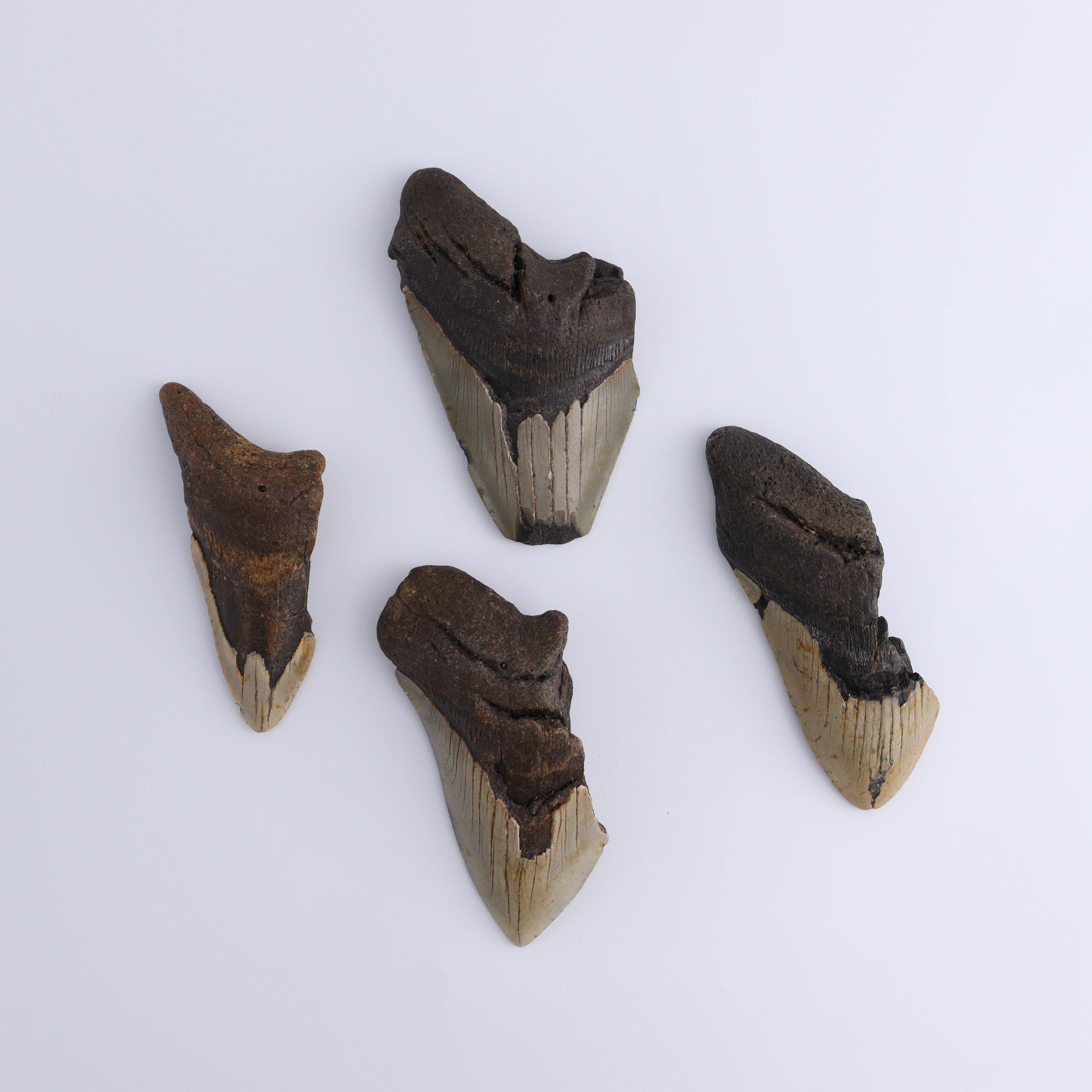 Mi Esperanza Minerals - Wholesale Spiritual Stone/Crystal - Megalodon Teeth Set of 40