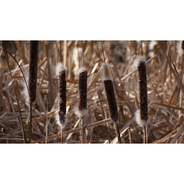 Independent Publishers Group - Wholesale Nature & Outdoors - Outdoor Survival Skills1