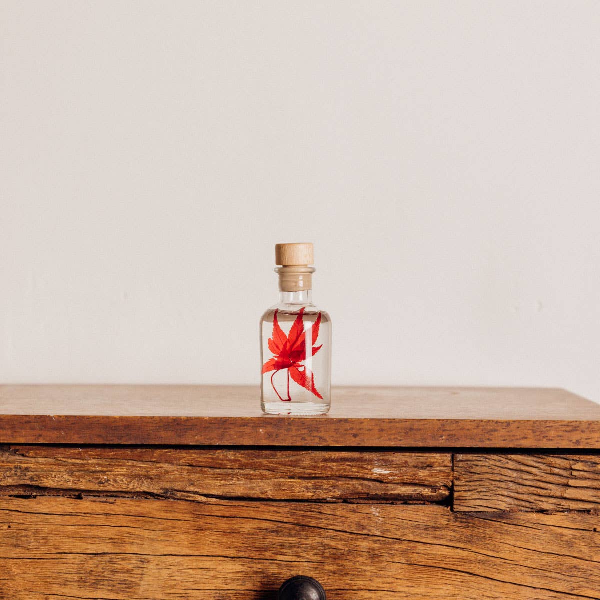 Theophile Berthon - Wholesale Live Plant - Red Maple Herbarium submerged plant8