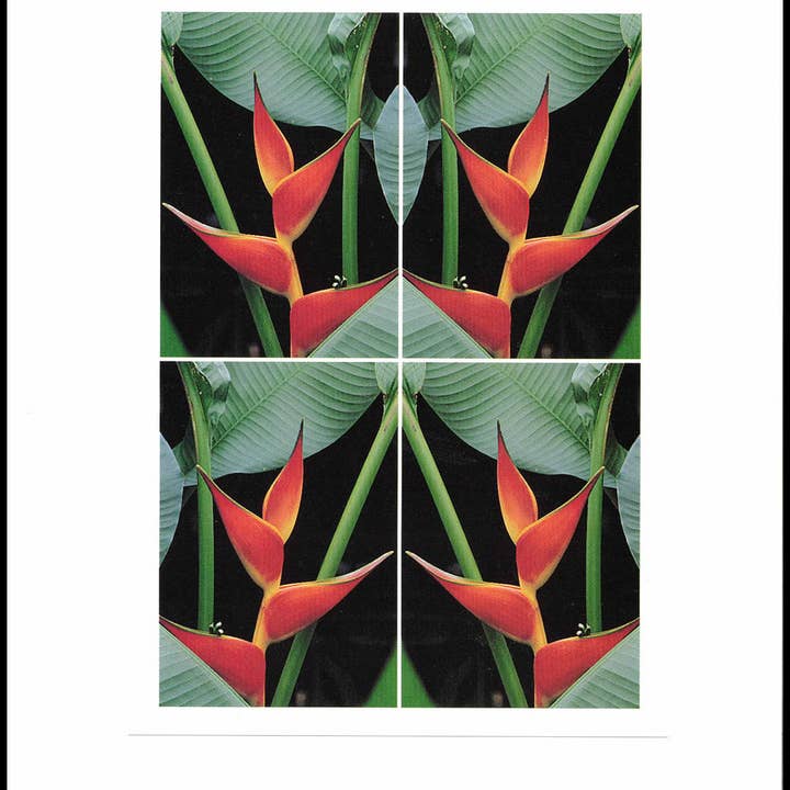 Wild Horizons Productions - Wholesale Stationery/Notecard Set - Notecard +Envelope: Tropical Flowers, Heliconia