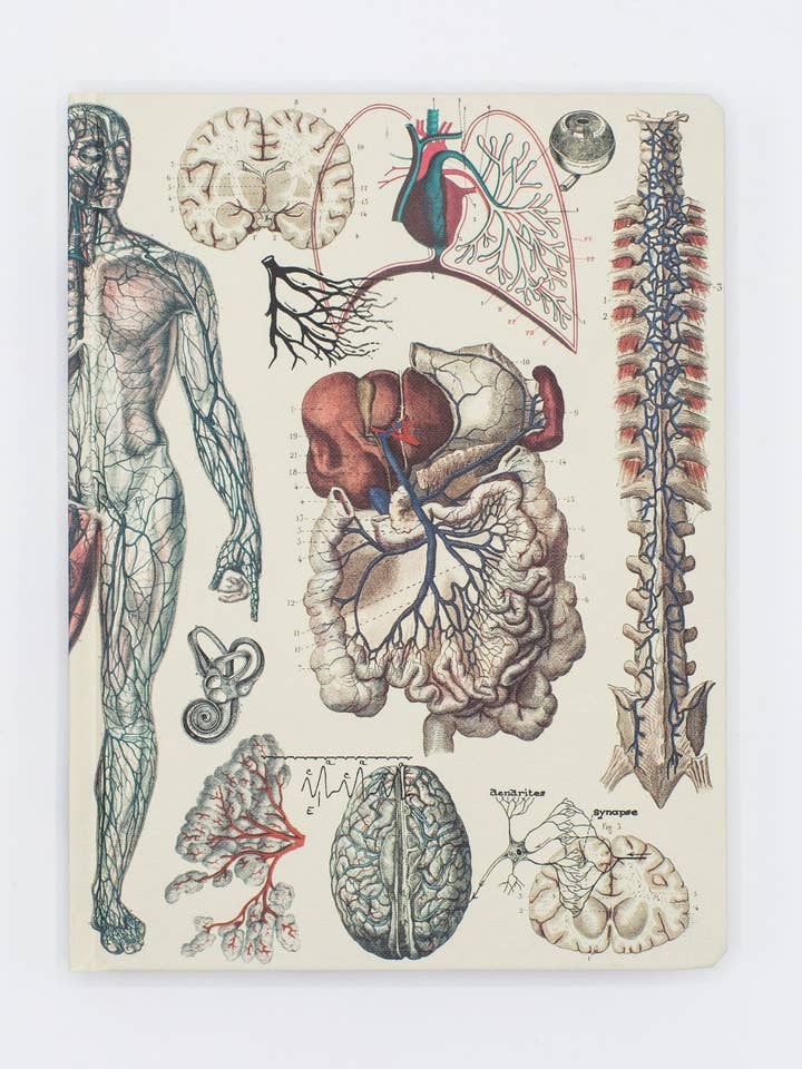 Anatomie : Relié Vasculaire - Page à Points (Coffret de 6) pour la vente par Cognitive Surplus