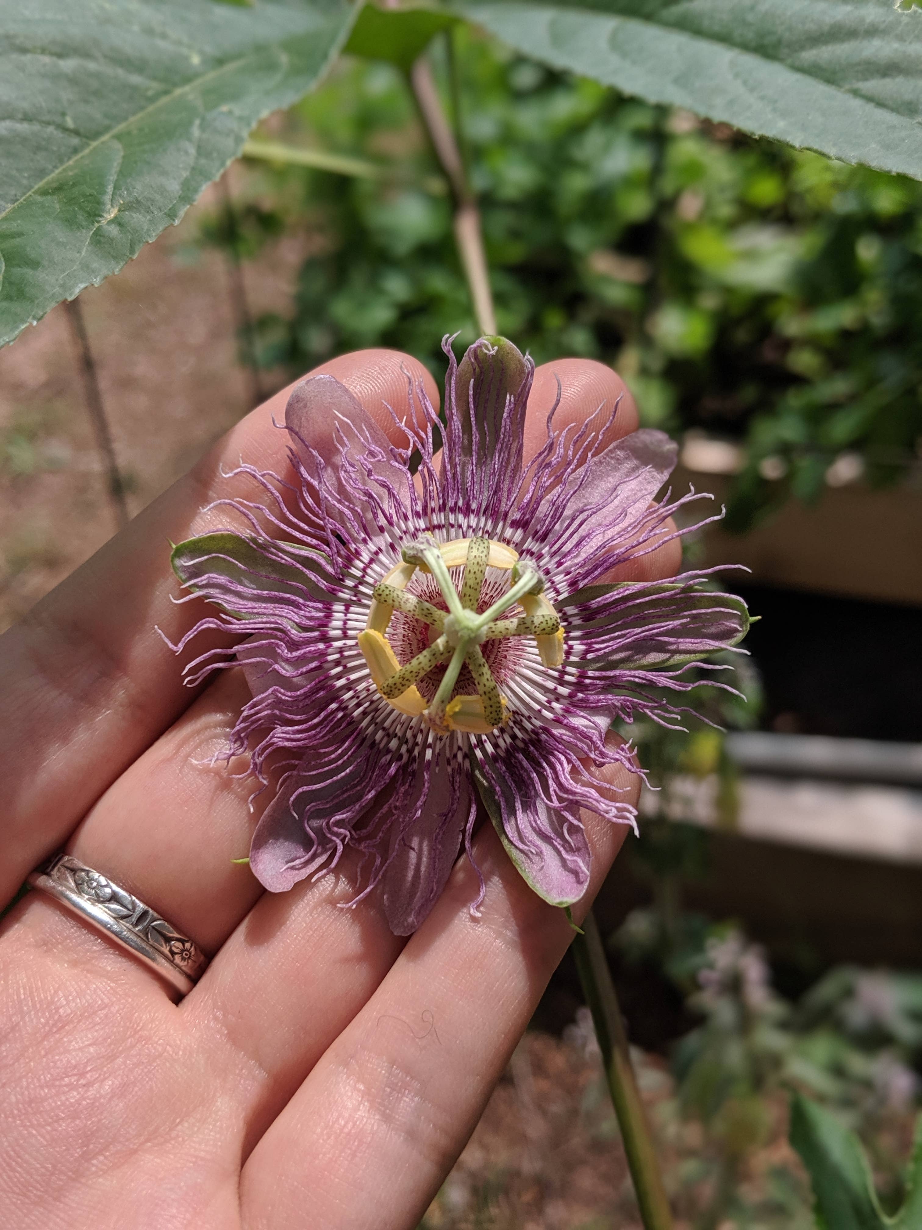 Rowan + Sage - Wholesale Tincture - Dreamtime Tincture Formula – Sleep Support1