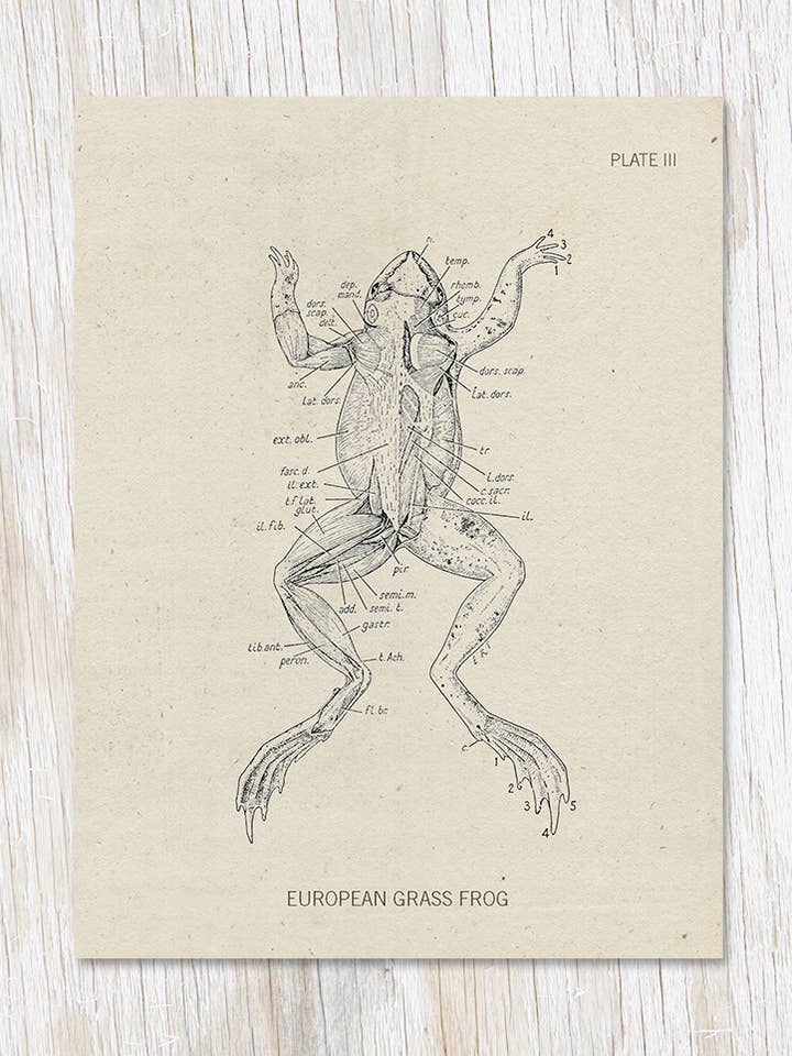 Carte de dissection de grenouille (lot de 6) pour la vente par Cognitive Surplus