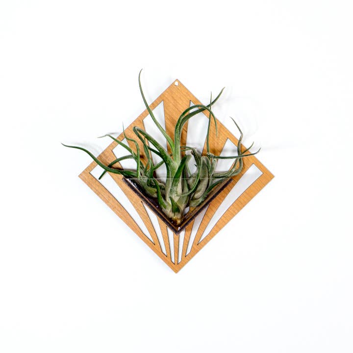 LIGHT RAZOR DESIGN STUDIO - Wholesale Wall planter - Air Plant Holder / Quadrate Wall Hanging Planter 248