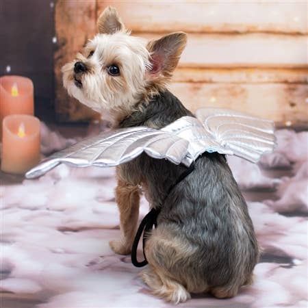 Dogo Pet - Wholesale Pet Costume - Dog - Angel Wings7