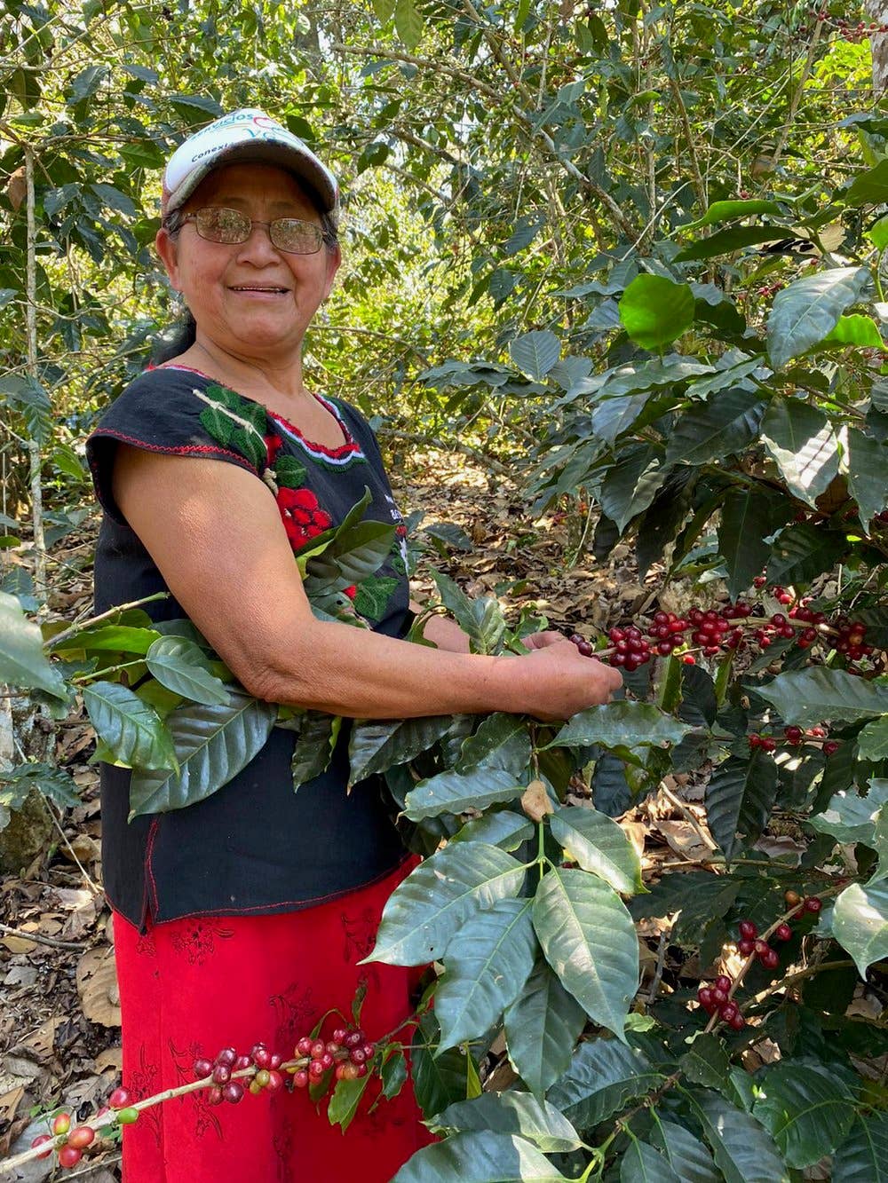 Swelter Coffee - Vendita all'ingrosso Caffè in grani - Miscela di Frida - 5 libbre1