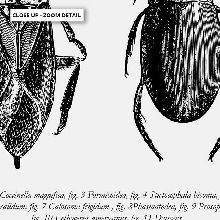 PRINT AND PROPER - Wholesale Art print - Vintage Beetle Print. Entomology Art Print. Insect Wall Art2