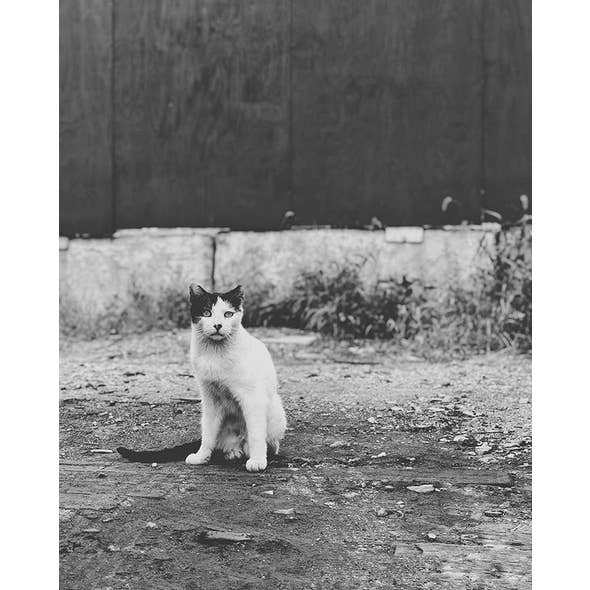 Baby Cats of California - Wholesale Screen Printed T-Shirt - Kids - Kids Stray Cat Social Club T-Shirt