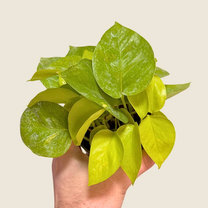 4" Pothos Neon for wholesale by The Greenhouse Wholesale