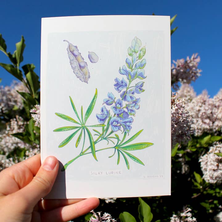 Lupine Grußkarte für den Großhandel von Sydney Boveng