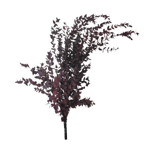 PRESERVED EUCALYPTUS PARVIFOLIA for wholesale by Concari.flores Preservadas