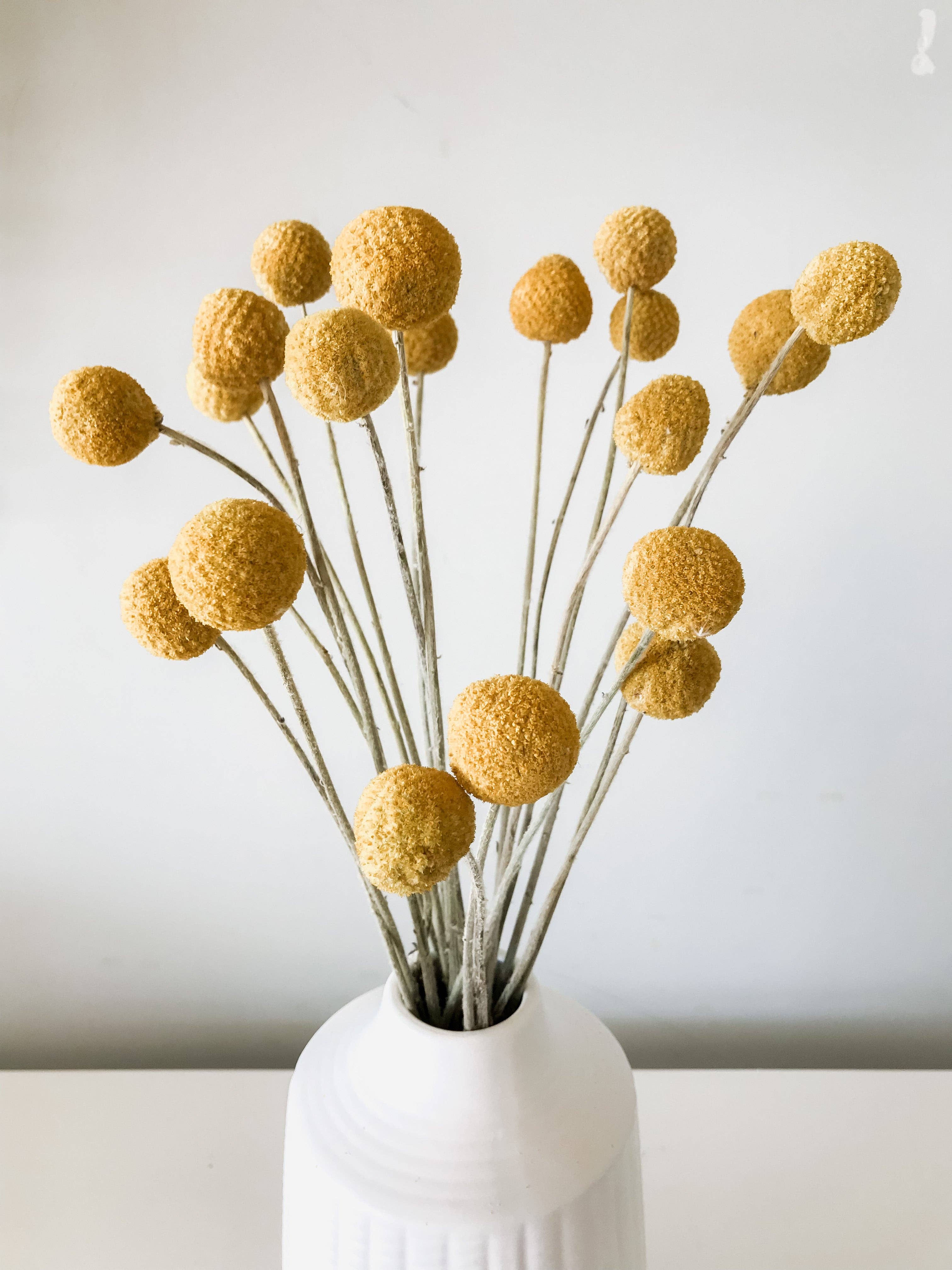 Fairmile Co. - Wholesale Dried/Pressed Flowers - Yellow Dried Craspedia - Billy Buttons3