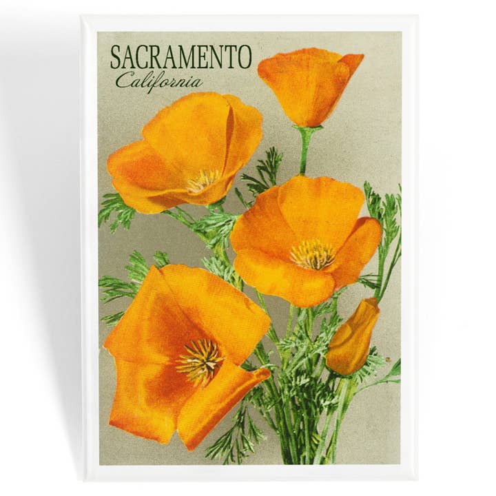 MAGNET Sacramento, California, flores de amapola para venta al por mayor de Lantern Press