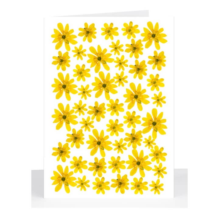 Lil's Cards - Wholesale Everyday greeting card - Floral Gift Card - Yellow Pressed Daisies