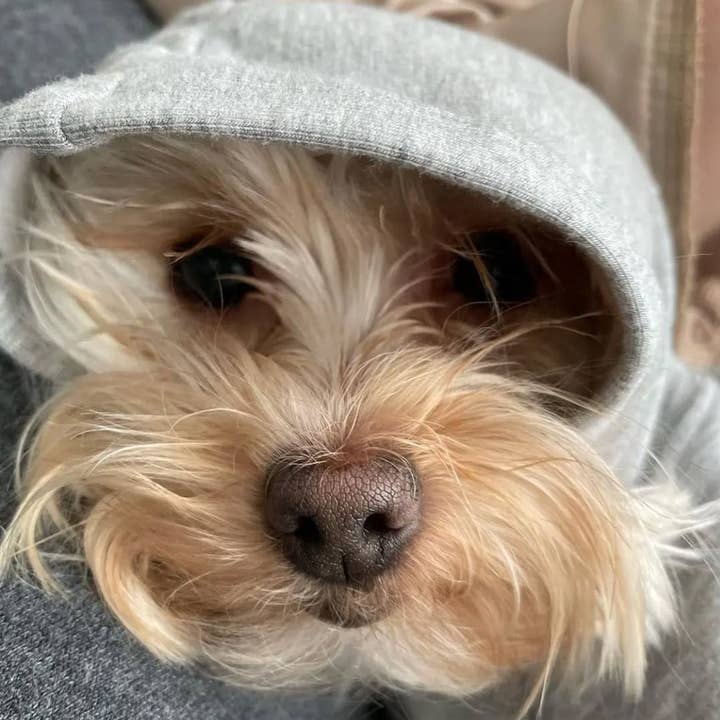 Apple Hoodie - Twilight for wholesale by Eco-Pup